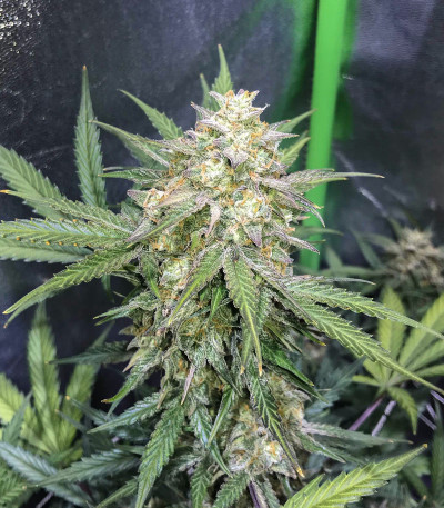 Zkittlez Auto fem (FastBuds) семена конопли