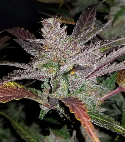Cream Cookies auto fem (FastBuds) семена конопли