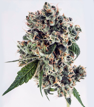 Tahoe Cure fem (Pyramid Seeds) семена конопли