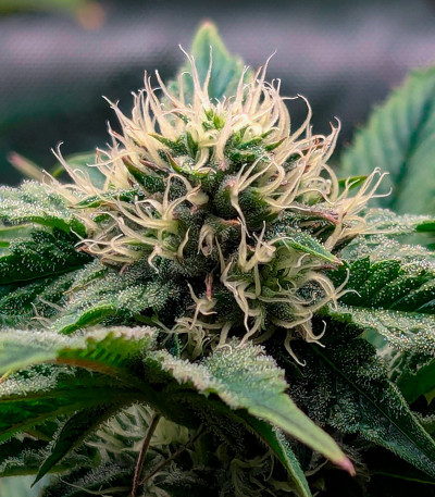 Black Cherry Gushers fem от Barney's Farm семена конопли