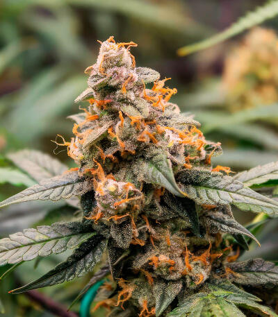 Ghost Chem OG Autoflower fem (Seedkeepers) семена конопли