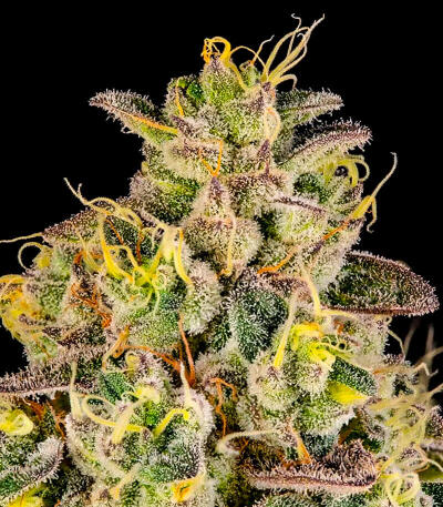 Peach Cake by Cookies fem (Silent Seeds) семена конопли