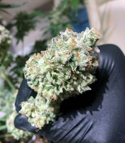Gorilla Zkittlez fem (Barney's Farm) семена конопли