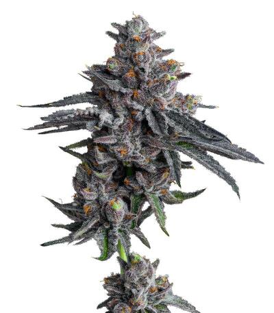 Zillions fem от Barney's Farm семена конопли