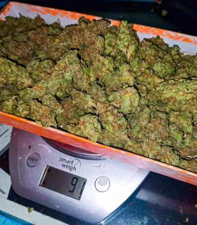 Ghost Chem OG Autoflower fem (Seedkeepers) семена конопли