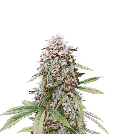 LSD Auto fem (Barney's Farm) семена конопли