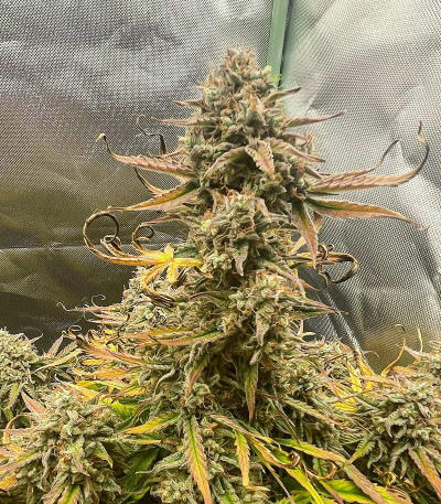 Apollo F1 Auto fem (RQS) семена конопли