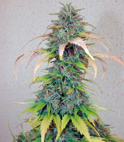 Green-O-Matic auto fem каннабис