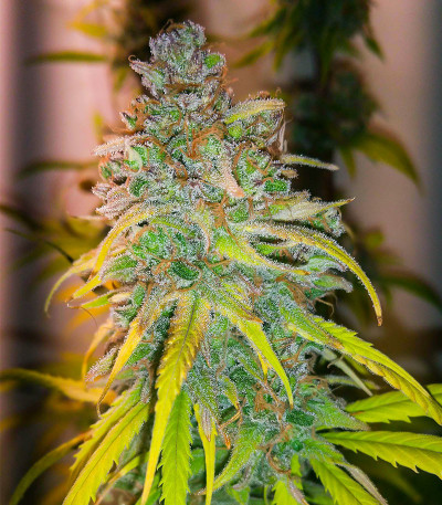 Monster Zkittles (Monster Genetics) семена конопли