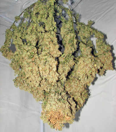 Сорт конопли Arjan's Haze #3