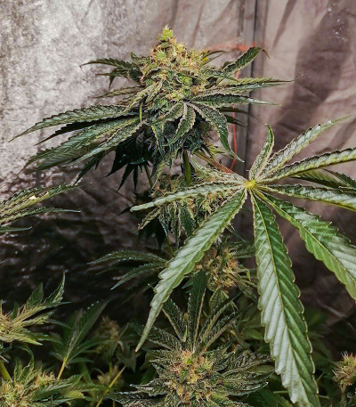 Fruit Gum fem (UKHTA420) семена конопли