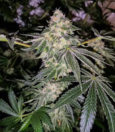 Fruit Gum fem (UKHTA420) семена конопли