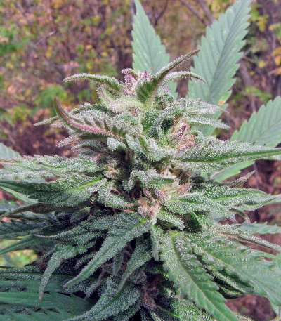 Opium fem (Paradise Seeds) семена конопли