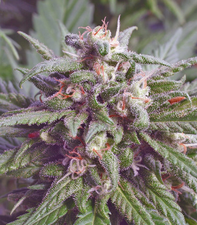 Biddy Early reg (Serious Seeds) семена конопли