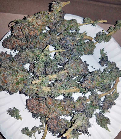 Blue Dream fem (Humboldt Seeds) семена конопли