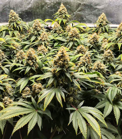 Blueberry OG fem (AlphaFem Seeds) семена конопли