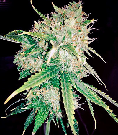 Northern Light X Big Bud fem (World of Seeds) семена конопли