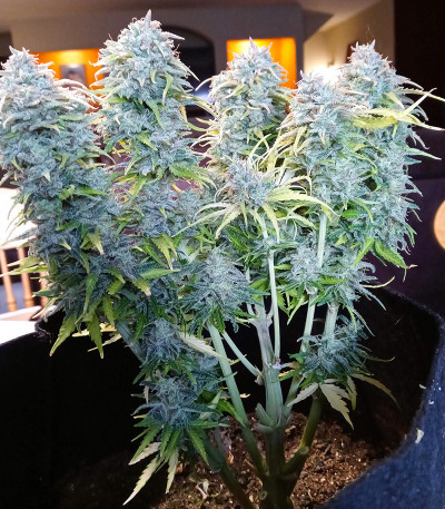 Original Auto White Widow fem (FastBuds) семена конопли