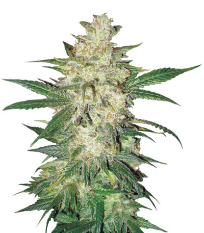 Colombian Gold Ryder Auto fem (Sweet Coffee Ryder auto) семена конопли