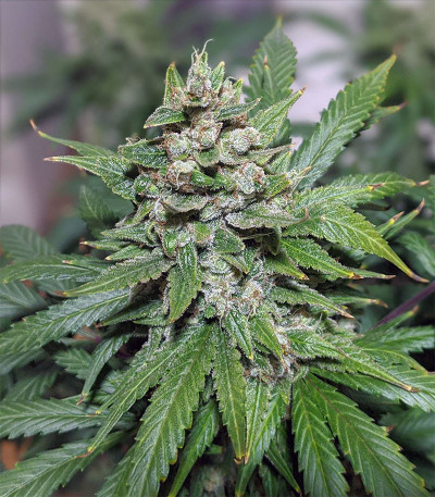 Gelato Auto fem (FastBuds) семена конопли