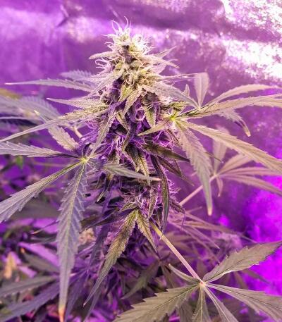 Bubble Gummy Auto fem (Ethos Genetics) семена конопли