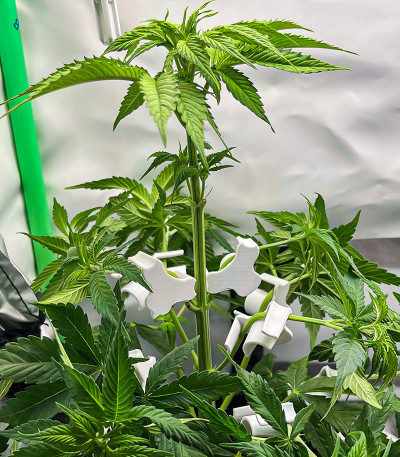 Purple Lemonade FF fem (FastBuds) семена конопли