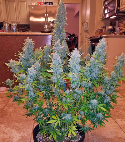 Gorilla Auto (Gorilla Glue Auto) fem Fastbuds семена конопли