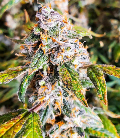 Moscow Blueberry (Kalashnikov Seeds) семена конопли