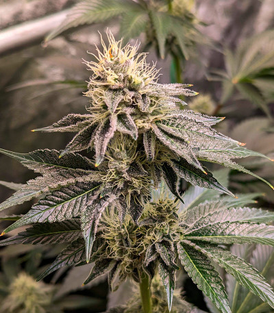 Ethos Cookies R2 fem (Ethos Genetics) семена конопли