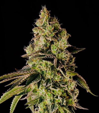 Peach Cake by Cookies fem (Silent Seeds) семена конопли