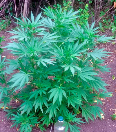 Rishi Kush reg семена конопли