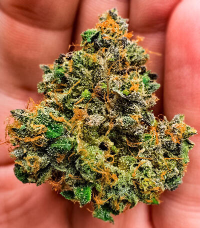 Z42 fem (FastBuds) семена конопли