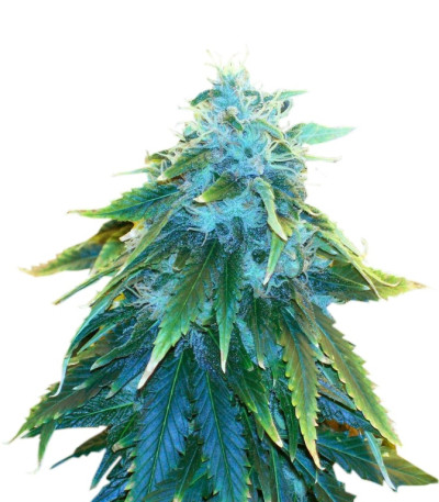 AK 48 fem сорт конопли
