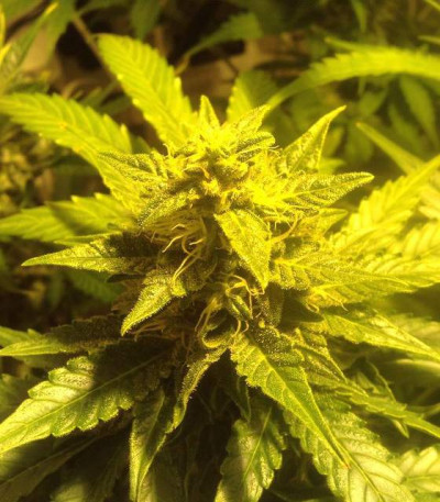 AK-49 Auto Fem (Vision Seeds) семена конопли