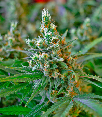 CBD Apple Betty Auto fem (Herbies Seeds) семена конопли