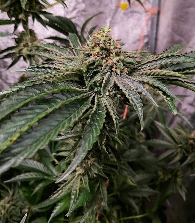 Fruit Gum fem (UKHTA420) семена конопли