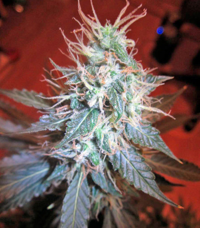 Jack Herer Auto fem марихуана