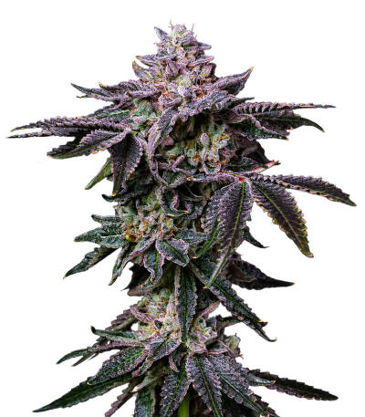Z42 fem (FastBuds) семена конопли