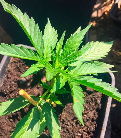 GMO Auto fem (Barney's Farm) семена конопли
