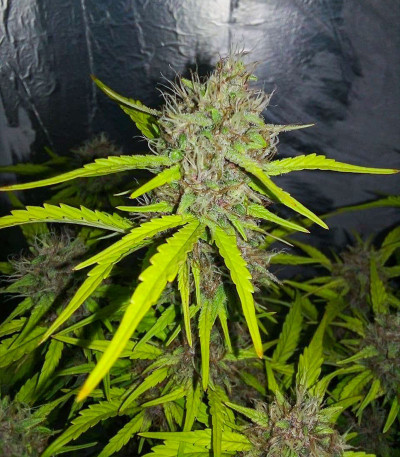 Gran Purple Banner Auto fem семена конопли