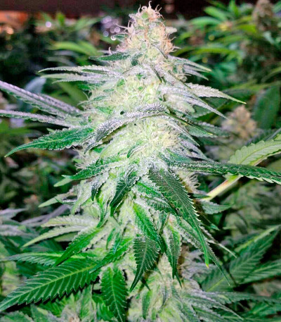 Strawberry Blue fem (World of Seeds) семена конопли