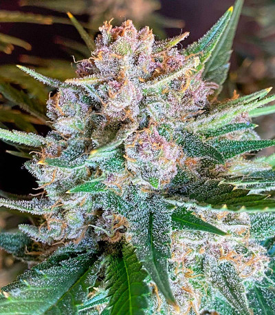 Lemon Cherry Cookies Auto fem (FastBuds) семена конопли