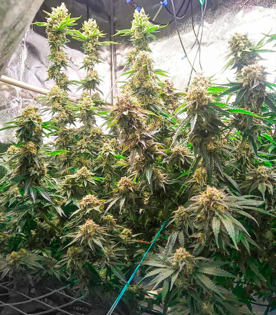 Bruce Banner fem (Cali Buds Seeds) семена конопли