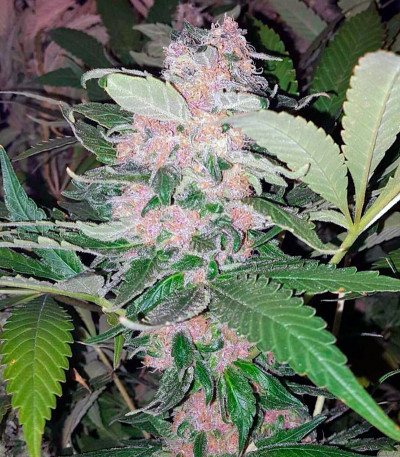 Mendocino Purple Kush fem семена конопли