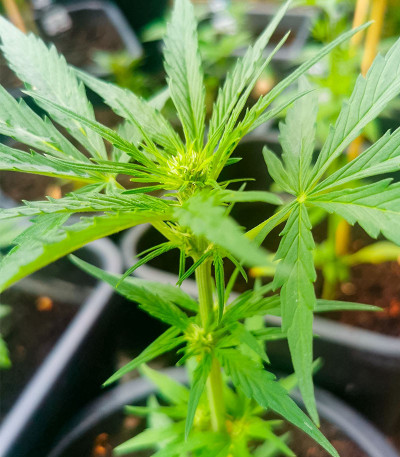 GMO Auto fem (Barney's Farm) семена конопли