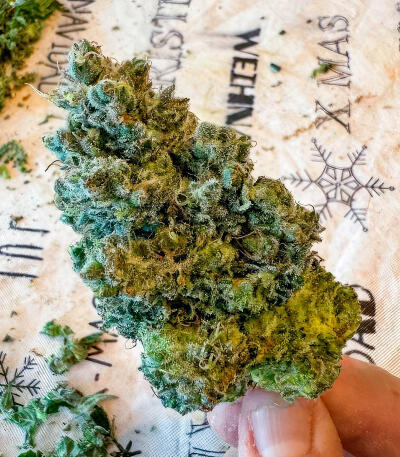 Jealousy Kush fem (Seedkeepers) семена конопли