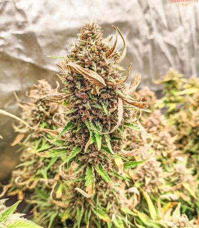 Strawberry Pie Auto fem (FastBuds) семена конопли