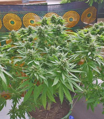 Biddy Early reg (Serious Seeds) семена конопли