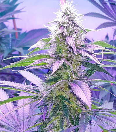 Dr. Greenthumb’s Em-Dog by B-Real fem семена конопли