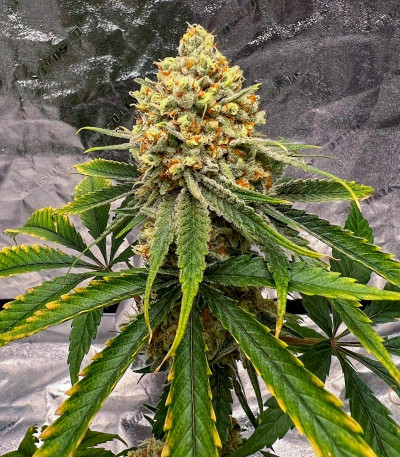 Slightly Stoopid Fruits fem (Humboldt Seed Company) семена конопли